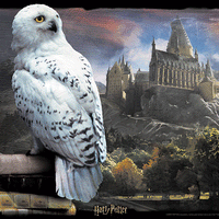 Lenticular 3D Puzzle: Harry Potter Hedwig - 4DPuzz - 4DPuzz
